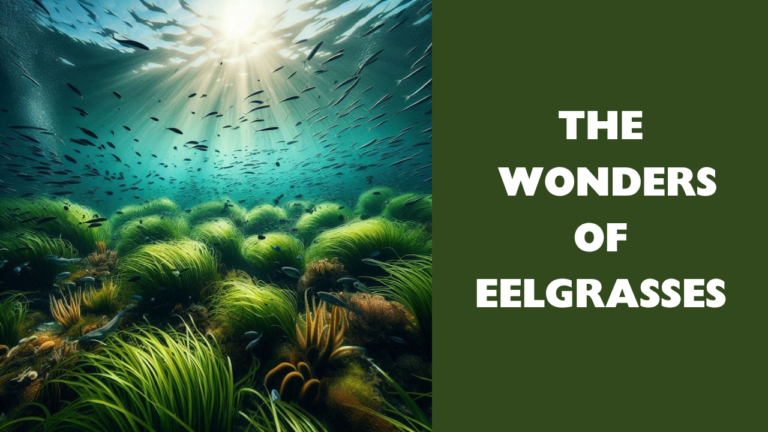 The Wonders of Eelgrasses: Exploring the Importance of these Underwater Superheroes